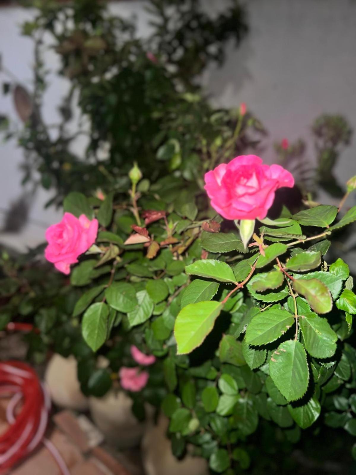 Rosa Dei Venti Hotel กาญารี ภายนอก รูปภาพ